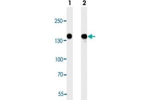 Western blot analysis of Lane 1: 293 cell line lysates Lane 2: A549 cell line lysates reacted with FLT4 monoclonal antibody  at 1:2000 dilution. (FLT4 anticorps)