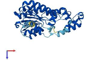 AlphaFold protein structure predicition of Human Recombinant SDR9C7 Protein, UniprotID Q8NEX9