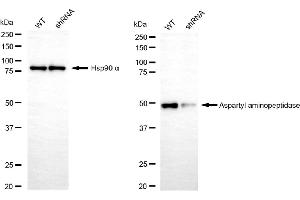 Western blotting analysis using aspartyl aminopeptidase antibody (ABIN7797664).