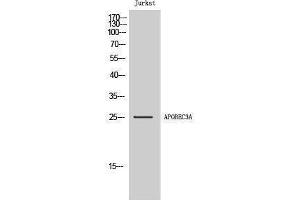 anti-Apolipoprotein B mRNA Editing Enzyme, Catalytic Polypeptide-Like 3A (APOBEC3A) (Internal Region) antibody
