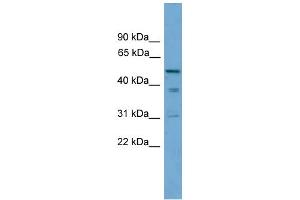 WB Suggested Anti-TINAG Antibody Titration: 0. (TINAG anticorps  (Middle Region))