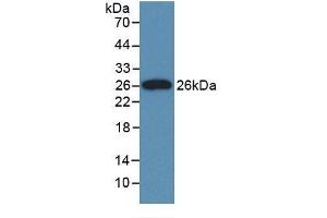 Detection of Recombinant CLU, Rat using Monoclonal Antibody to Clusterin (CLU) (Clusterin anticorps  (AA 227-447))