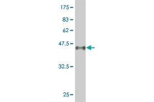 Western Blot detection against Immunogen (35.