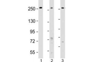 Western blot testing of human 1) HeLa, 2) HT-29 and 3) WiDr cell lysate with PCNXL2 antibody at 1:2000. (PCNXL2 anticorps  (AA 467-499))