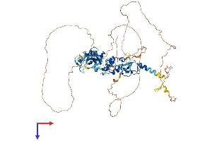 AlphaFold protein structure predicition of Human Recombinant ABLIM3 Protein, UniprotID O94929