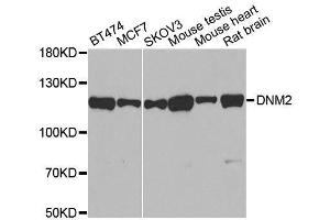 Western blot analysis of extracts of various cell lines, using DNM2 antibody. (DNM2 anticorps)