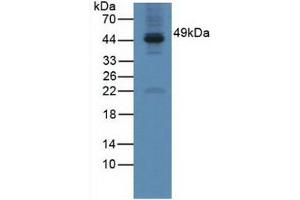 Figure. (GAL3ST1 anticorps  (AA 57-196))
