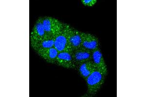 HeLa cells were stained with Cytokeratin 4 (2F9) Monoclonal Antibody  at [1:200] incubated overnight at 4C, followed by secondary antibody incubation, DAPI staining of the nuclei and detection. (KRT4 anticorps)