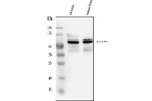 Western blot analysis of Ataxin 1 using anti-Ataxin 1 antibody (ABIN3043506). (Ataxin 1 anticorps  (C-Term))