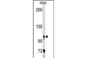 Western blot analysis of anti-BICD2 Antibody (C-term) (ABIN392178 and ABIN2841891) in K562 cell line lysates (35 μg/lane). (BICD2 anticorps  (C-Term))