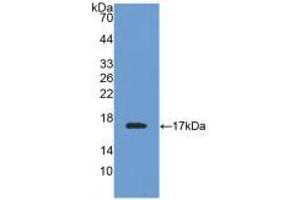 Western blot analysis of recombinant Mouse TTR. (TTR anticorps  (AA 21-147))