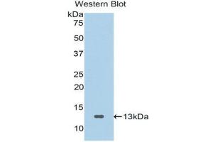 Western Blotting (WB) image for anti-Secreted Frizzled-Related Protein 4 (SFRP4) (AA 265-346) antibody (ABIN1176502) (SFRP4 anticorps  (AA 265-346))