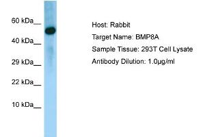 Western Blotting (WB) image for anti-Bone Morphogenetic Protein 8A (BMP8A) (N-Term) antibody (ABIN2790142) (BMP8A anticorps  (N-Term))