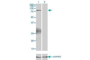 Western blot analysis of ZBTB33 over-expressed 293 cell line, cotransfected with ZBTB33 Validated Chimera RNAi (Lane 2) or non-transfected control (Lane 1). (ZBTB33 anticorps  (AA 564-673))