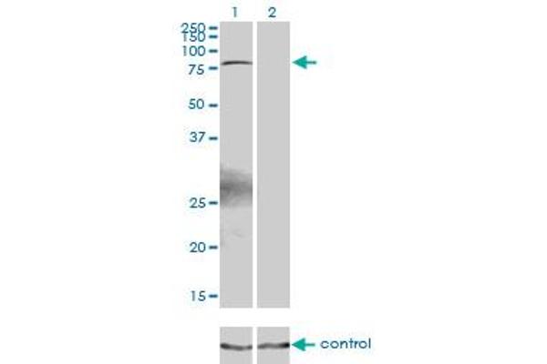 ZBTB33 anticorps  (AA 564-673)