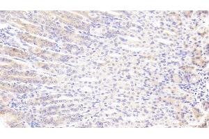 Detection of THBS2 in Mouse Stomach Tissue using Polyclonal Antibody to Thrombospondin 2 (THBS2)