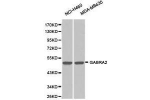 Western Blotting (WB) image for anti-gamma-aminobutyric Acid (GABA) A Receptor, alpha 2 (GABRA2) antibody (ABIN1872758) (GABRA2 anticorps)
