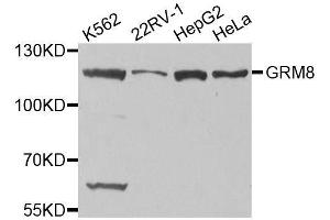 Western blot analysis of extracts of various cell lines, using GRM8 antibody. (GRM8 anticorps)