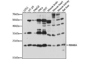 Western blot analysis of extracts of various cell lines, using RBM8A antibody (ABIN6290867) at 1:1000 dilution. (RBM8A anticorps)