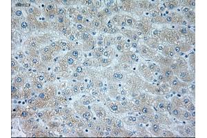 Immunohistochemical staining of paraffin-embedded liver tissue using anti-NEUROG1mouse monoclonal antibody. (Neurogenin 1 anticorps)