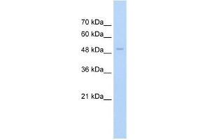 WB Suggested Anti-FAM174B Antibody Titration:  2. (FAM174B anticorps  (N-Term))
