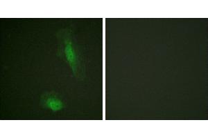 Peptide - +Immunofluorescence analysis of HeLa cells, using Akt (Ab-129) antibody. (AKT1 anticorps  (Ser129))