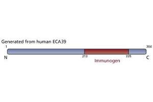 anti-Branched Chain Amino-Acid Transaminase 1, Cytosolic (BCAT1) (AA 213-335) antibody