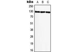 Western blot analysis of BIKE expression in A549 (A), NIH3T3 (B), PC12 (C) whole cell lysates.