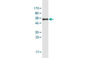 Western Blot detection against Immunogen (55.