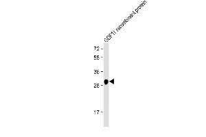 Anti-GDF11 Antibody at 1:2000 dilution + GDF11 recombinant protein Lysates/proteins at 20 ng per lane. (GDF11 anticorps)