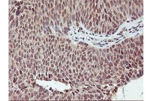 Image no. 3 for anti-Cytochrome P450, Family 2, Subfamily A, Polypeptide 6 (CYP2A6) antibody (ABIN1497724)