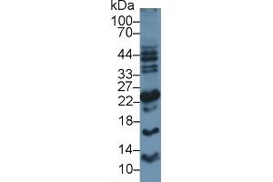 Detection of APOM in Human Placenta lysate using Polyclonal Antibody to Apolipoprotein M (APOM) (Apolipoprotein M anticorps  (AA 8-188))