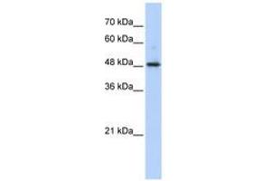 Image no. 1 for anti-Abhydrolase Domain Containing 2 (ABHD2) (AA 351-400) antibody (ABIN6740524) (ABHD2 anticorps  (AA 351-400))