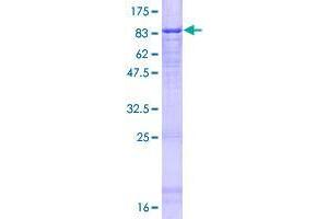 Image no. 1 for ATG16 Autophagy Related 16-Like 1 (ATG16L1) (AA 1-523) protein (GST tag) (ABIN1345962)