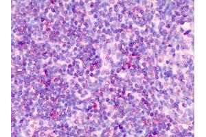 Anti-TCF7 antibody IHC of human tonsil.