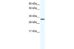 WB Suggested Anti-TCEA1 Antibody Titration:  1. (TCEA1 anticorps  (Middle Region))