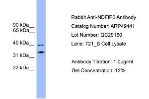 WB Suggested Anti-NDFIP2  Antibody Titration: 0. (NDFIP2 anticorps  (Middle Region))