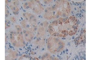 Detection of NOSTRIN in Human Kidney Tissue using Polyclonal Antibody to Nitric Oxide Synthase Trafficker (NOSTRIN) (NOSTRIN anticorps  (AA 18-251))