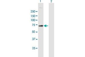 Western Blot analysis of MAN1A2 expression in transfected 293T cell line by MAN1A2 MaxPab polyclonal antibody.