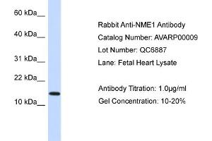 NME1 antibody - N-terminal region (AV) validated by WB using Fetal Heart Lysate at 1ug/ml. (NME1 anticorps  (N-Term))
