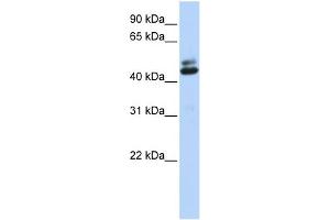 WB Suggested Anti-A2BP1 Antibody Titration: 0. (A2BP1 anticorps  (Middle Region))