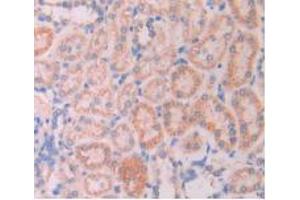 IHC-P analysis of Rat Kidney Tissue, with DAB staining. (LAMP2 anticorps  (AA 191-362))