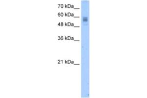 Western Blotting (WB) image for anti-Vitamin K-dependent protein C (PROC) antibody (ABIN2462458) (PROC anticorps)