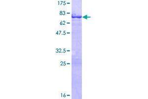 Image no. 1 for Tektin 1 (TEKT1) (AA 1-418) protein (GST tag) (ABIN1322463)