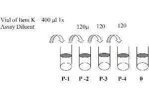 This picture shows the preparation of the positive control. (MAPK14 Kit ELISA)