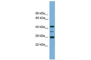 ENOPH1 antibody used at 0.