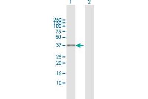 Western Blot analysis of ASPA expression in transfected 293T cell line by ASPA MaxPab polyclonal antibody.