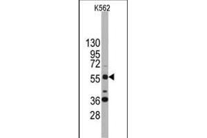 Western blot analysis of anti-SOX9 Antibody (N-term) (ABIN388162 and ABIN2846958) in K562 cell line lysates (35 μg/lane). (SOX9 anticorps  (N-Term))