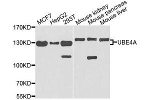 Western blot analysis of extracts of various cell lines, using UBE4A antibody. (UBE4A anticorps  (AA 797-1066))