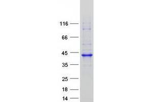 Validation with Western Blot
